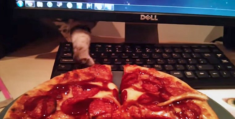 Cat steals pizza