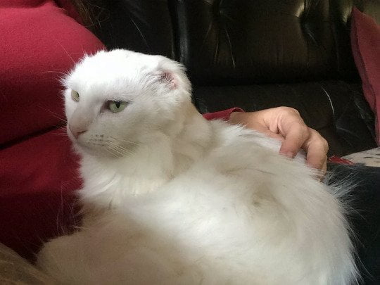 White cat with amputated ears