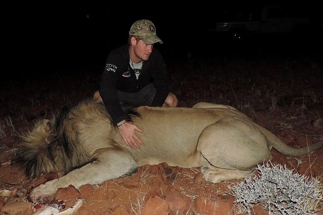 Prince Harry watches over a sedated male lion checking his heart beat.