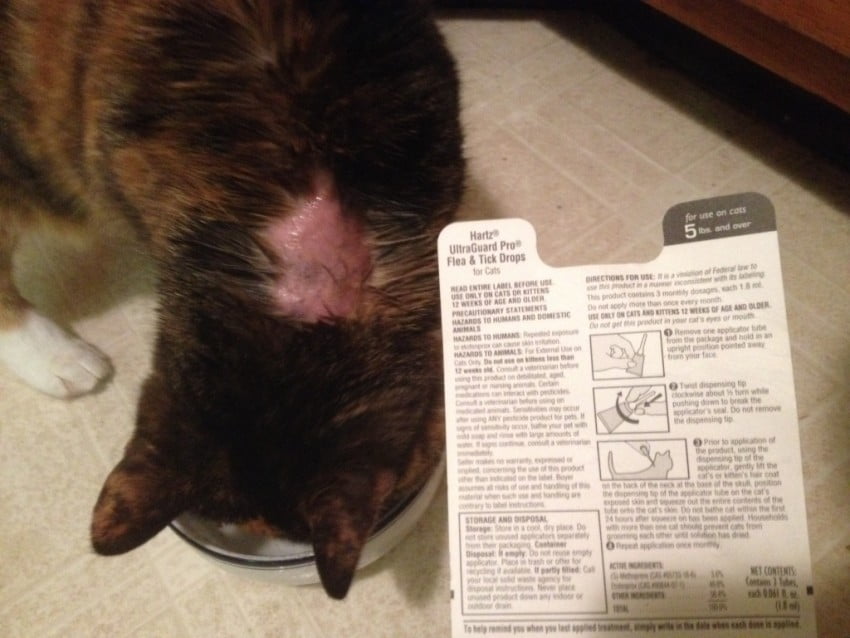 Chemical burn on cat from Hartz spot on flea treatment