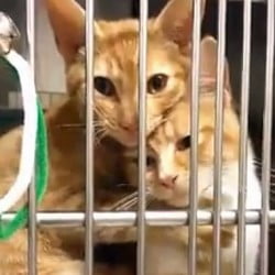 Beautiful shelter cats who are best buddies.