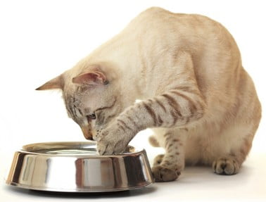 Cat at metal water bowl