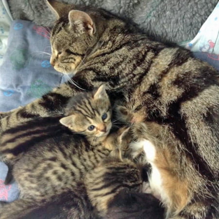 Mom and kittens reunited