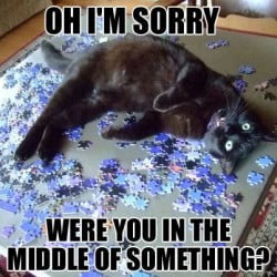 Funny cat pic