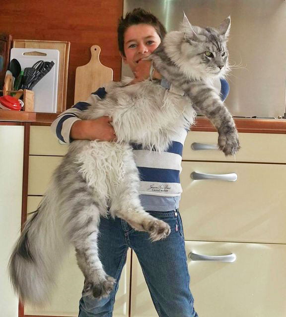 Giant Maine Coon Pictures PoC