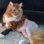 Ginger tabby cat prepped for surgery