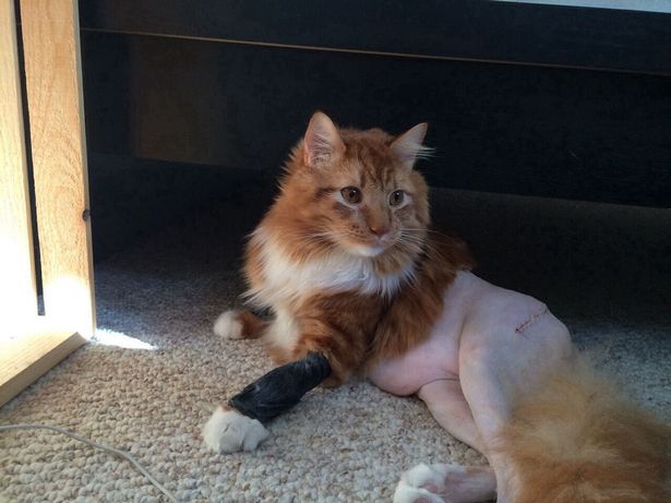 Ginger tabby-and-white cat prepped for surgery