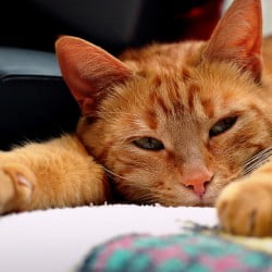 Beautiful red tabby cat