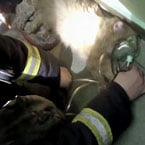 Cat revived with oxygen mask