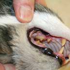 Gum disease in cats