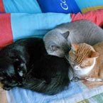 multi-cat household