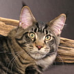 Tabby Maine Coon pictures