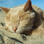 Tigger on the beach!