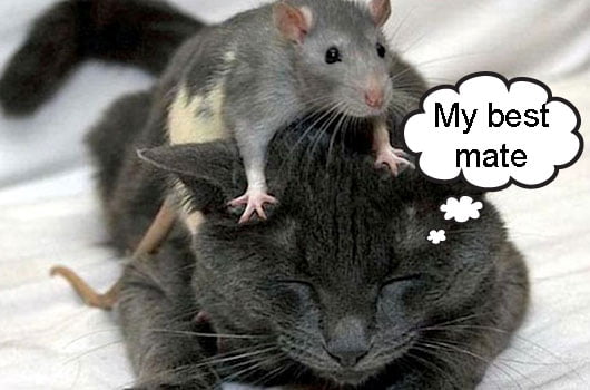 Can Cats Get Rid of Rats?