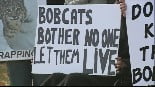 Protest over decision to recommence limited Bobcat hunting in NH