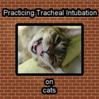 Cats used for training medical students