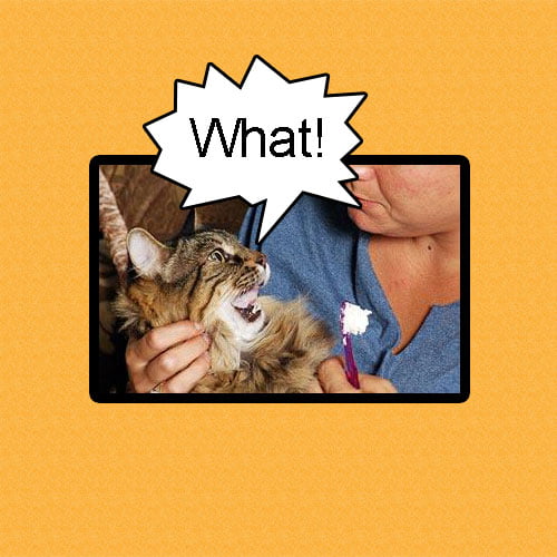 Cleaning cat's teeth. It is not always as tricky as the image makes out.