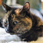 Tilly a 24-year-old rescue cat rejected tens of thousands of times
