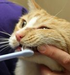 Cleaning a cat's teeth