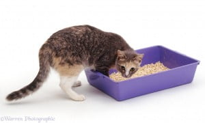 cat uses litter tray