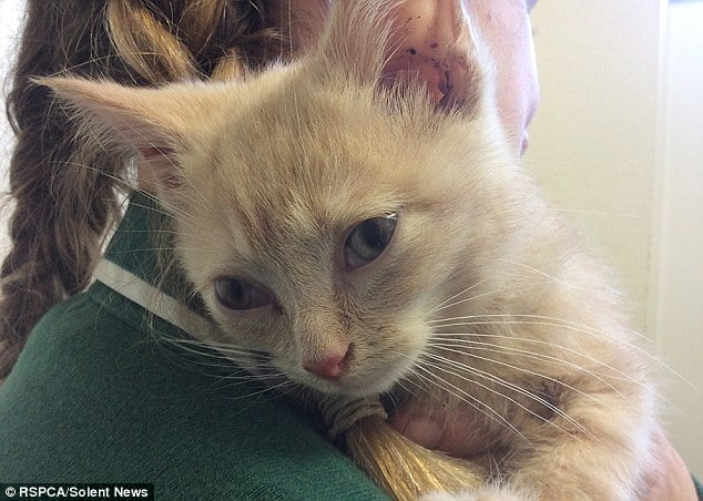 ginger kitten beaten to death by jealous husband