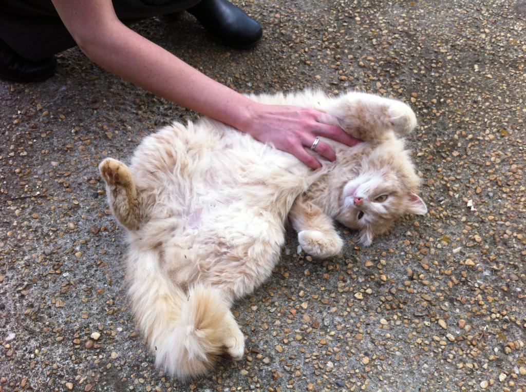 This is a feral cat who presents his belly for a rub.