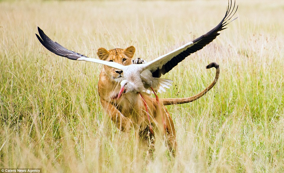 Lioness Zama captures and kills stork