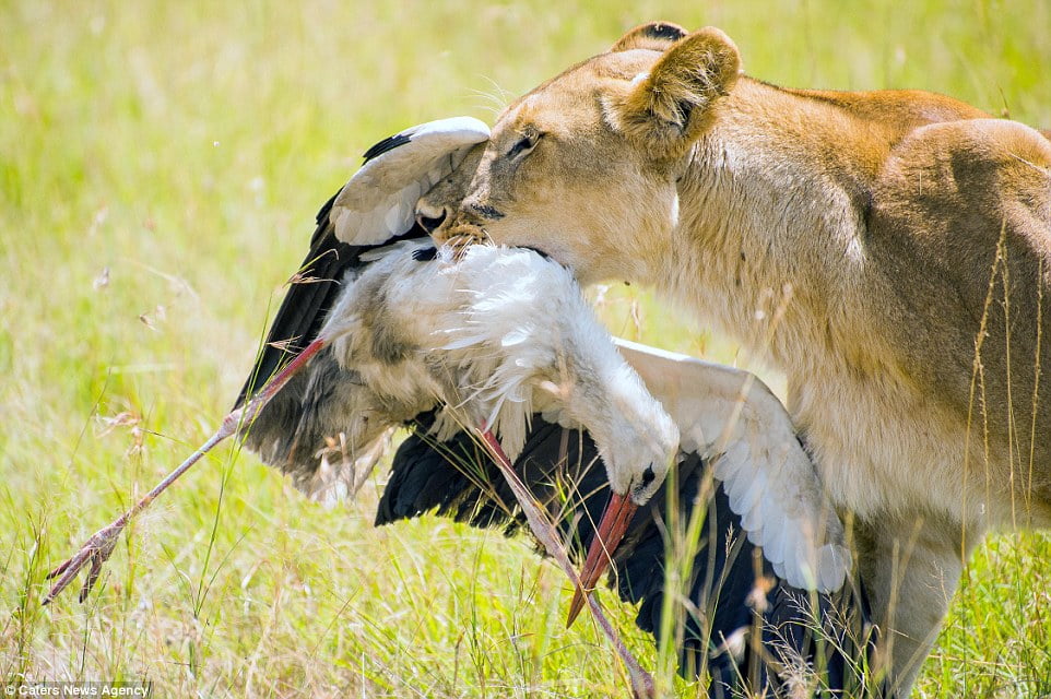 Lioness Zama captures and kills stork