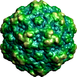 The panleuk virus