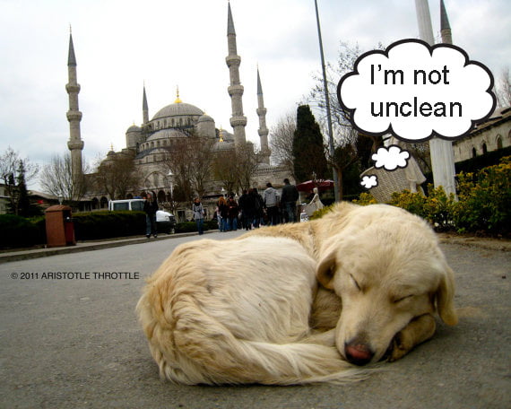 Dog are unclean according to muslims