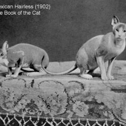 Mexican hairless cat siblings