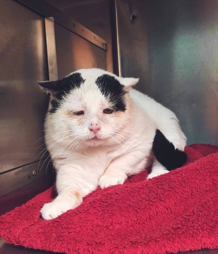 sad semi-feral cat Tuffy