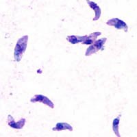Toxoplasma gondii protozoan