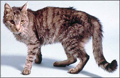 Hyperthyroidism - a cat showing symtoms