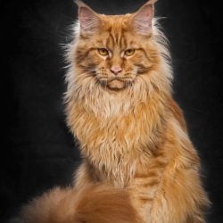 Maine Coon. Photo: by Robert Sijka