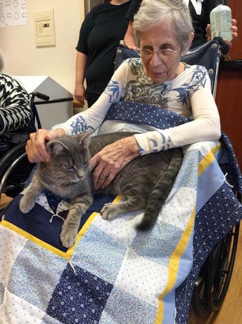 Nokill cat shelter in Ohio brings happiness to nursing home residents