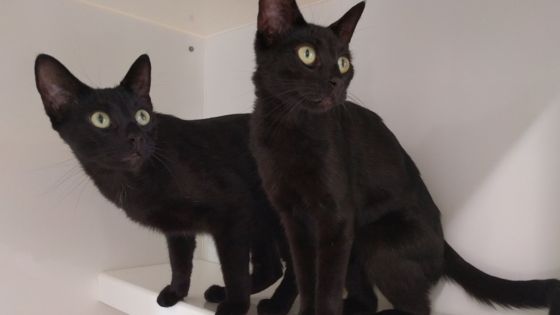 attempt to kill two black cats on railway line