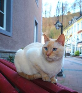 Outdoor cat in Luxembourg