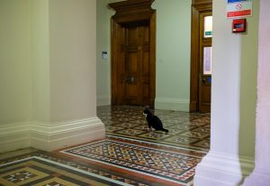 Palmerston in the Foreign and Commonwealth Office wanting some peace and quiet finds it away from the public.
