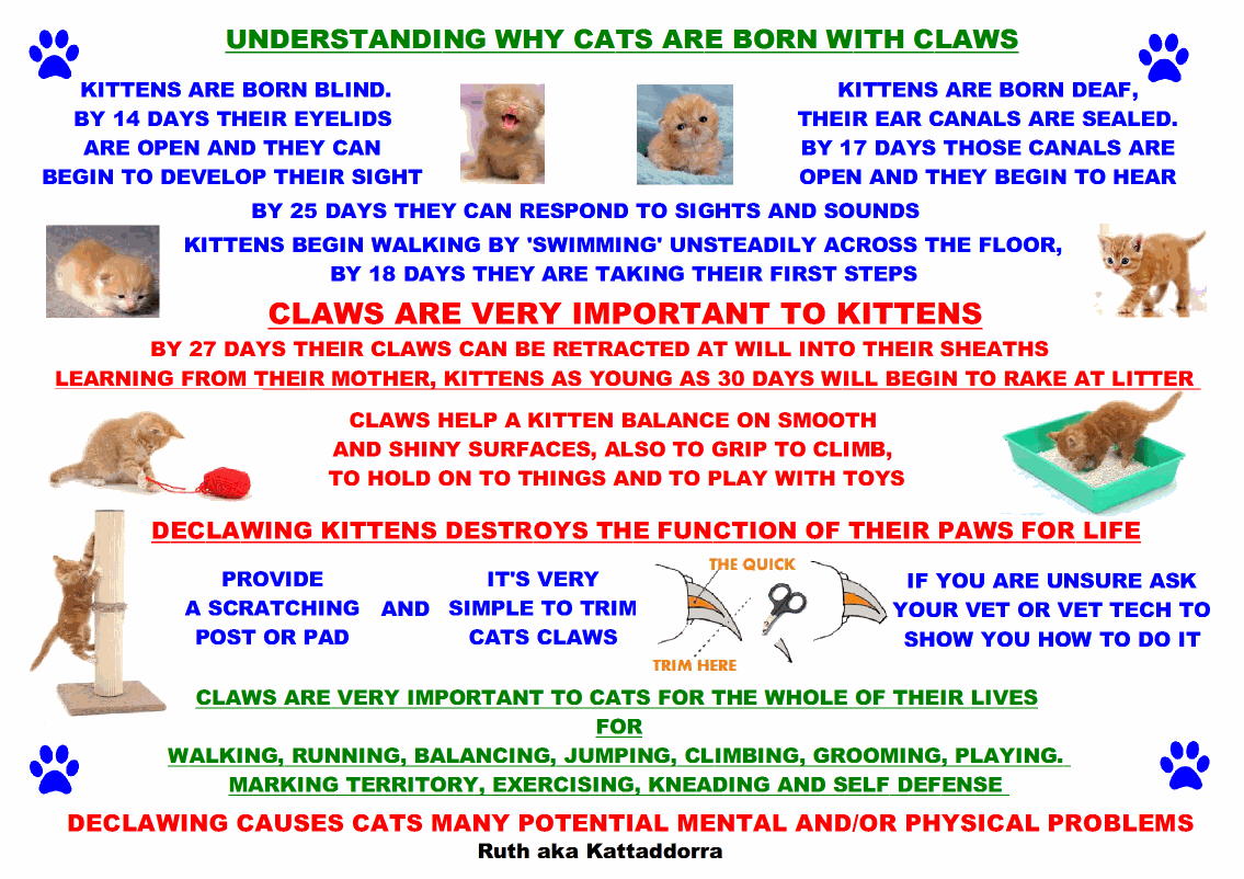 Why kittens are born with claws and why cats need them. Poster by Ruth - aka Kattaddorra.