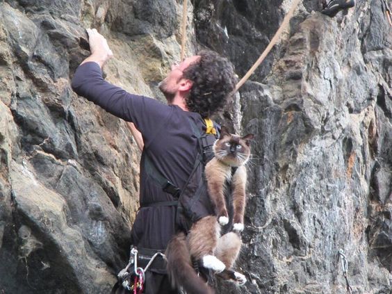 Mountaineer with cat
