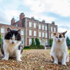 Posh cats of stately homes
