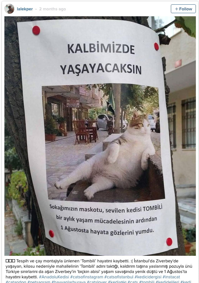 Tombili a Turkish street cat