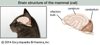 Cat olfactory bulb