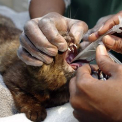 Sedated cat being used in intubation training
