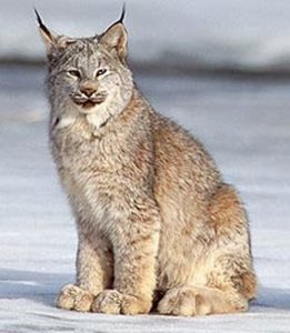Canada lynx feet