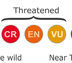 IUCN Red List Categories