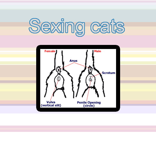 Sexing kittens and cats