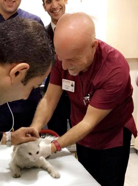 Turkish doctor saves and adopts beautiful all-white street cat