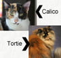 Tortoiseshell and calico cats